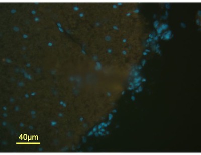 Fluorescent Tagged DNA