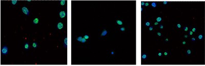 BEAS-2B Cell Line