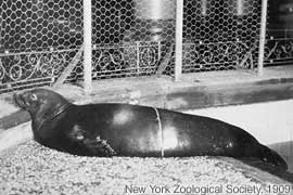 Caribbean Monk Seal