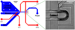 Microfluidic device for genetic screening experiments