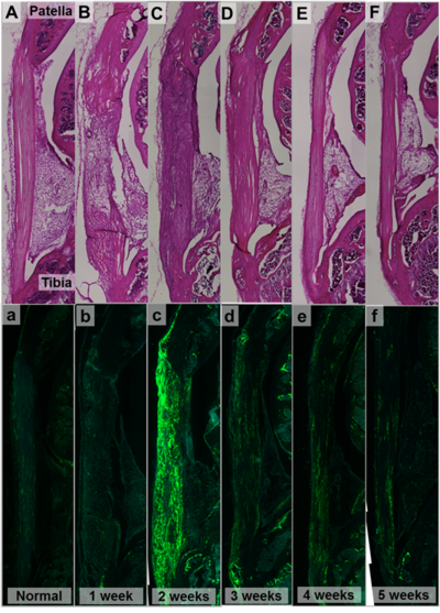 Figure 1b.