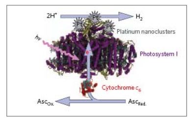 Fig. (1): Production of Hydrogen by Platinized Photosystem I