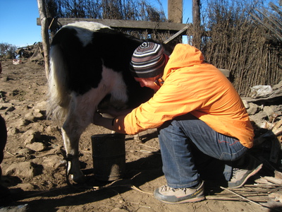 Will Wetzel milks a yak