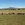 Cattle in the New Zealand landscape