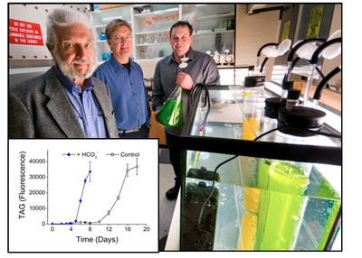 MSU algal biofuels research team members and data inset