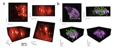 3D movies of behaving brains