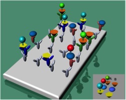 Figure 1. Schematic of simultaneous competitive assay