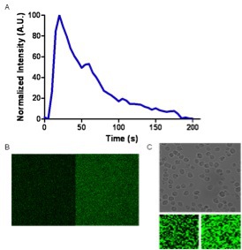 Figure 4. Bioluminescence response