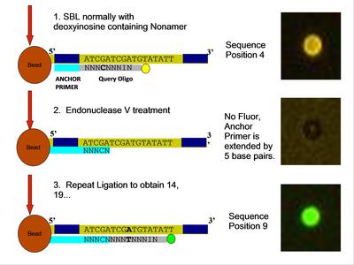 Sequencing by Ligation