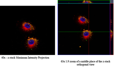 Confocal Microscopy  Positive EGFR-targeted Protocell Binding