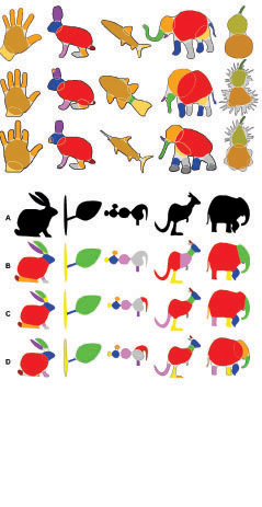 Examples of shapes decomposed into meaningful parts