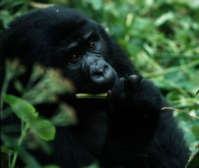 A mountain gorilla in Bwindi Impenetrable National Park, Uganda