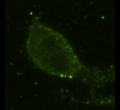 Fig. 2. Confocal image of a live RBL-2H3 cell primed with IgE and stimulated with DNP-QD545 