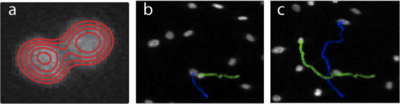 Cell tracking software for cell ``collisions''