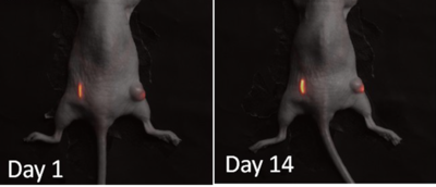 In vivo images of fluorescent nanoparticle spacers