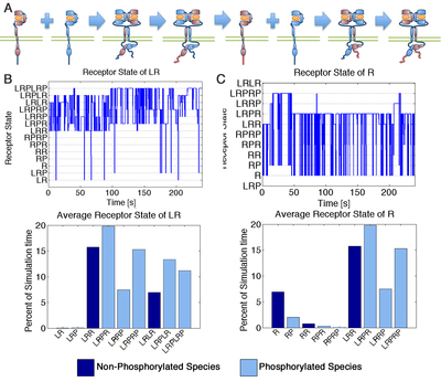 Receptor shuffle mechanism and state analysis