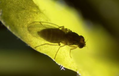 Scaptomyza flava female on a leaf of Arabidopsis thaliana, a popular model organism in plant biology.