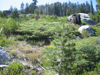 Vegetation on an abandoned ski slope