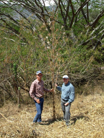 Matt Hufford and teosinte