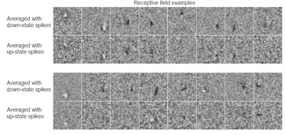 Receptive fields are sharper when measured using down-state spikes.