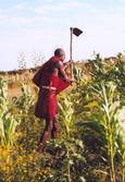 0333193_2009_maasai_hoeing