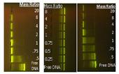 0333378_2009_gel_electrophoresis