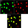 0549500_2008_agarose_pcr