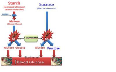 Enzymatic digestion of carbohydrates