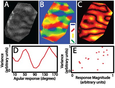 Orientation Map in Ferret Visual Cortex