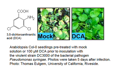 Plant protection from pathogen infection by chemical identified in ChemGen IGERT program study