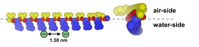 Peptide based nucleation of abiotic crystals at the air-water interface. 