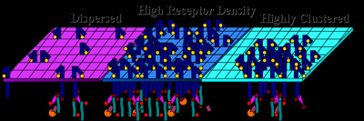 Fig. 2. Schematic illustration of three  types of domains used in simulations