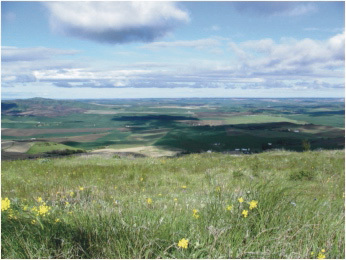 Palouse prairie