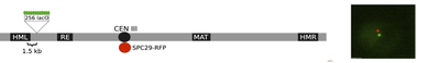 Location of green and red fluorescent marks on yeast chromosome III