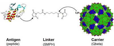 Qbeta VLP-antigen complex.