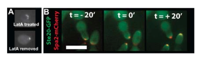 Polarisome Fragmentation and Scanning